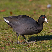 Adult Adult