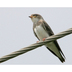 Juvenile. Note: slender tail and yellow gape. Juvenile. Note: slender tail and yellow gape.