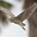 Juvenile in flight.