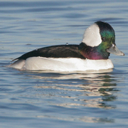 Male Male