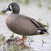Male. Note: white crescent on face and white hip patch. Male. Note: white crescent on face and white hip patch.