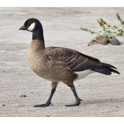 Minima race. Note: small bill and short neck. Minima race. Note: small bill and short neck.