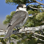 Adult Adult