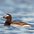 Male, breeding (summer) plumage.