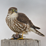 Taiga female Merlin Taiga female Merlin
