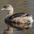Non-breeding adult