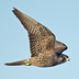 Juvenile "Pacific" Peregrine Falcon. Note: dark brown overall. Juvenile "Pacific" Peregrine Falcon. Note: dark brown overall.