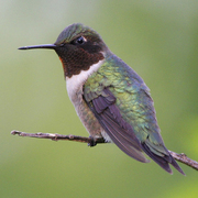 Male Male