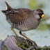 Breeding adult. Note: dark face, gray breast, and yellow bill. Breeding adult. Note: dark face, gray breast, and yellow bill.