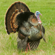 Displaying male Displaying male